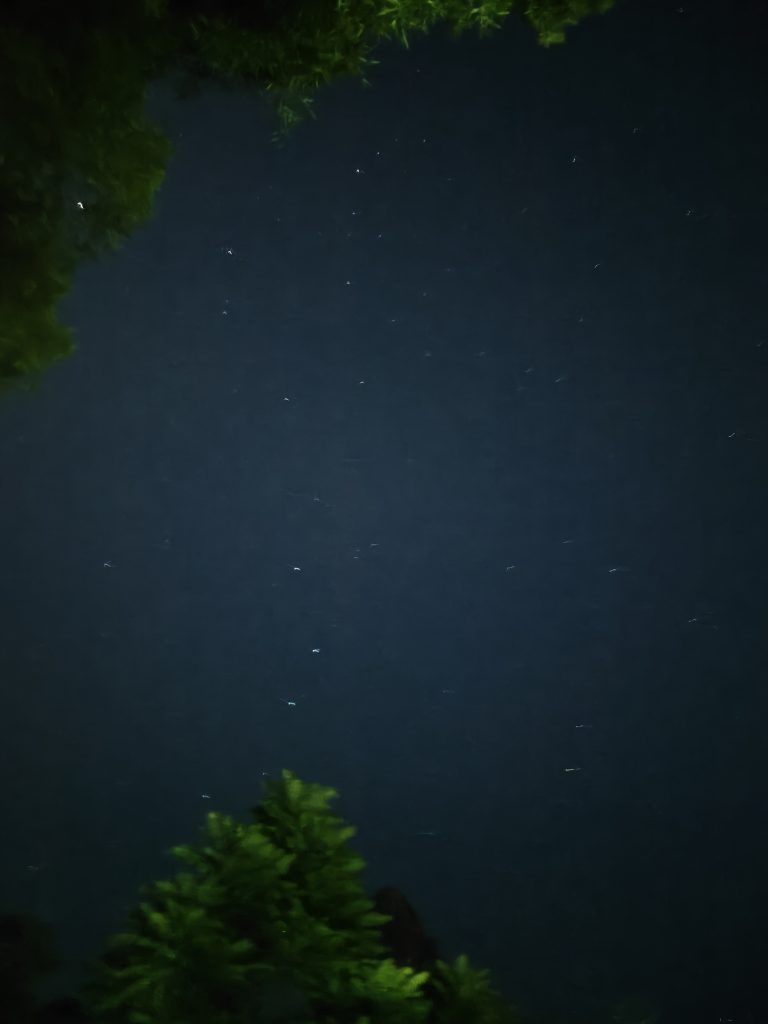 中國桂林旅遊|陽朔|十里畫廊 25 IMG20250606231144
