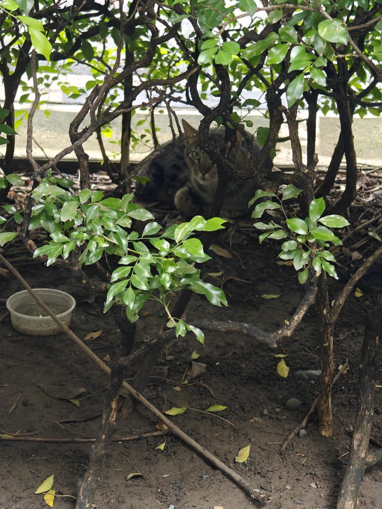 菲律賓馬尼拉王城區|聖奧古斯丁教堂+聖地牙哥堡門票遊記 15 IMG20250901143806